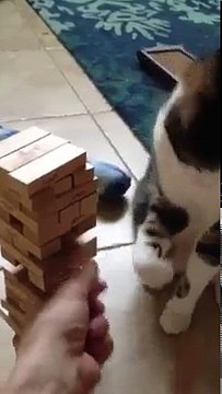 The Most Wanted Videos