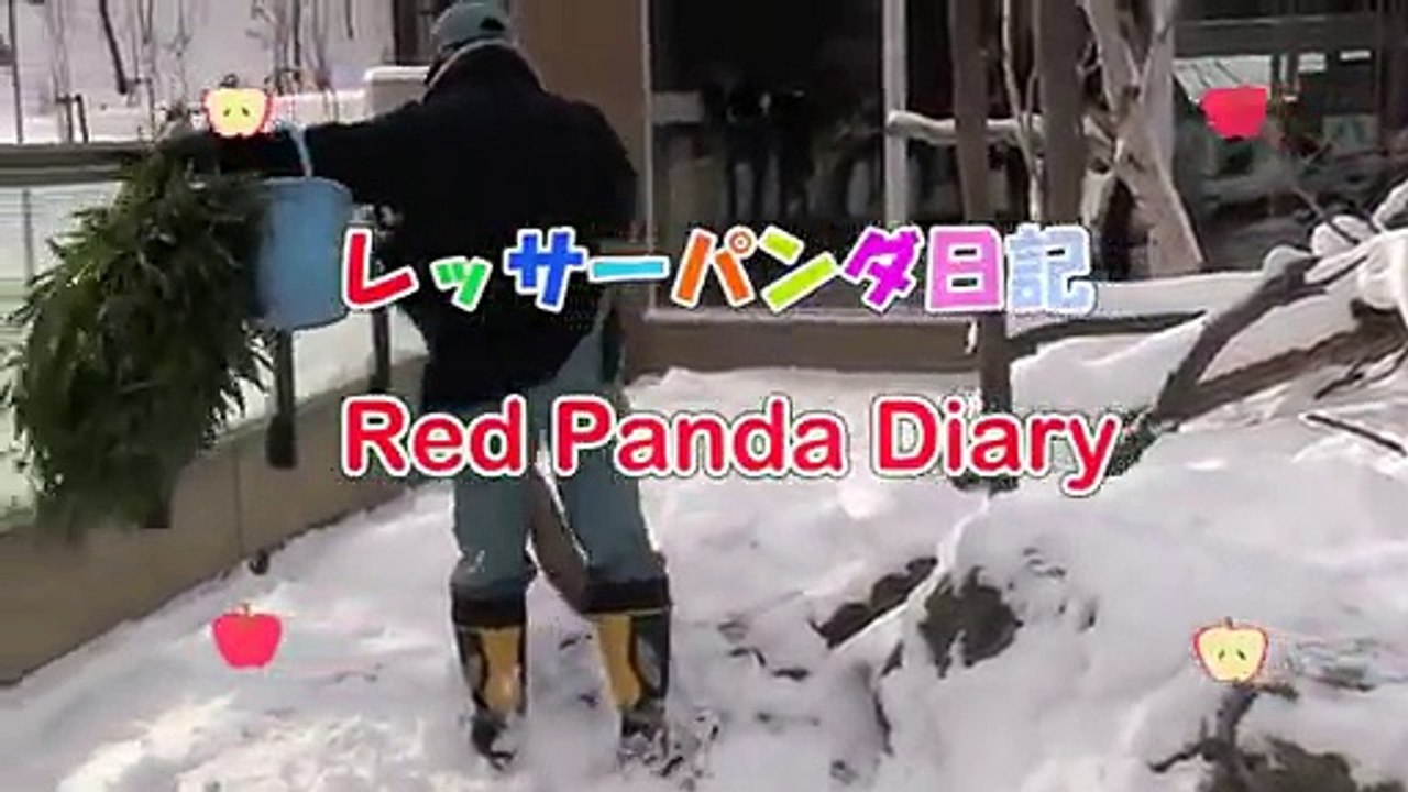 Un panda roux grimpe sur le gardien de Zoo et joue avec lui