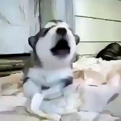 Husky puppy learning to howl