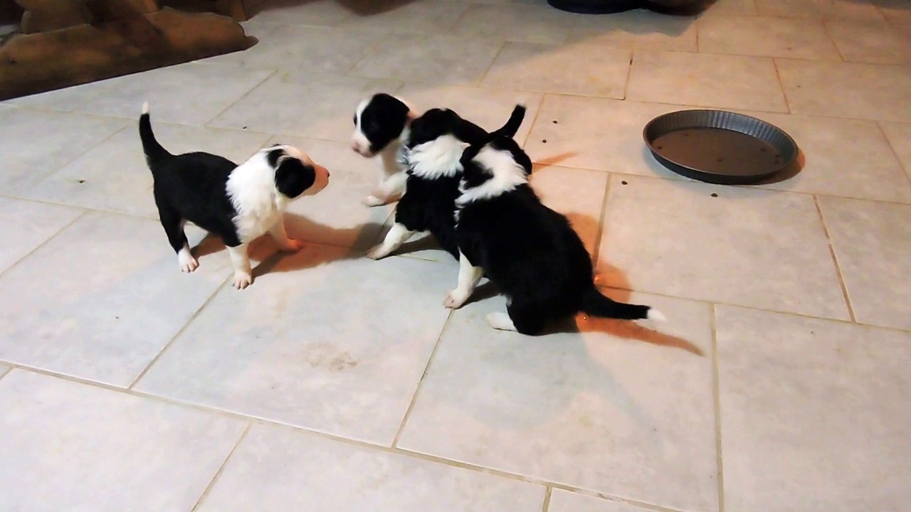 Chiots 3 semaines