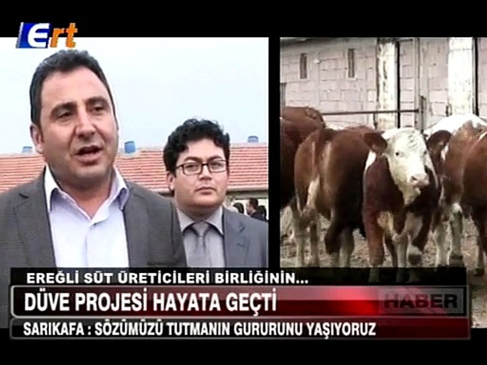 EREĞLİ SÜT BİRLİĞİ DAĞITILACAK DÜVELER GELDİ