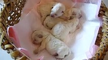 Bichon Frise Puppies available for sale - Date of Birth February 6, 2014