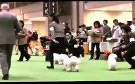 FCI 2013 Japan international dog show Male examination of Bichon frise