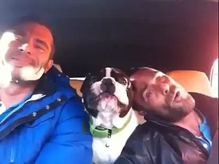 Dog sings in the car