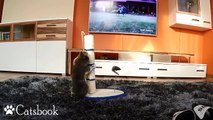 Cute Cat Playing With a Scratching Post