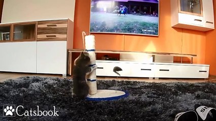 Cute Cat Playing With a Scratching Post