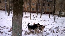 Лайм и его девчонки
