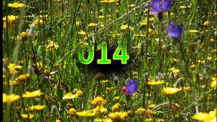 #048-365-ac-2014-primavera-em-flor-v1.0