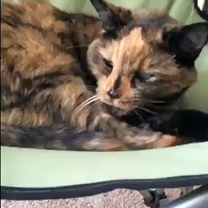 Scaredy cat