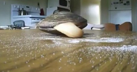 What Happens When You Put Clam On Table...