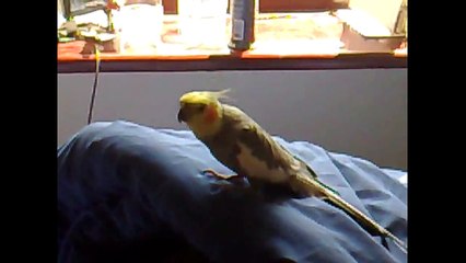 Komik Hayvanlar Mutlaka İzle