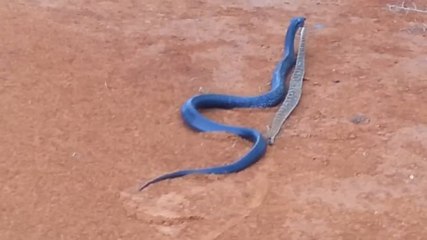 Blue Indigo VS Crotale
