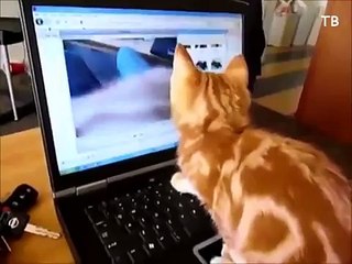 Komik Hayvanlar(zır komedi)