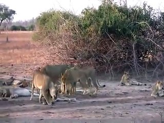 Bir buffalo 20 aslana karşı ne yapabilir