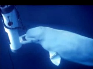 İnsan sesi çıkaran balina