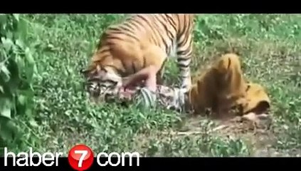 Kaplan bakıcısını severken öldürüyordu!