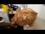 Kedi Banyoda Komik video izle