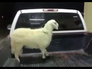 Koyun sinirlenince böyle güldürdü!