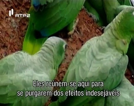 Animais Como Nós, Medicina Animal - Animaux Trop Humains, La Médecine Animale - RTP2