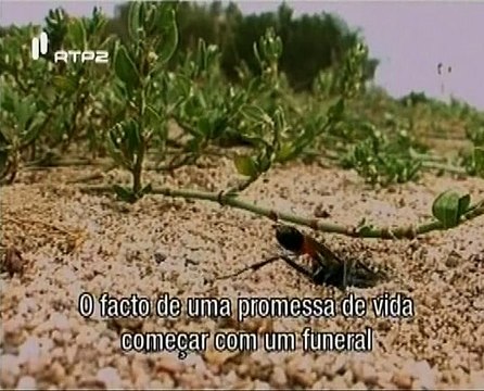 Animais Como Nós, O Animal e o Utensilio - Animaux Trop Humains, L´animal Et L´Outil- RTP2