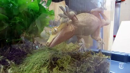 Harnessing Gecko Power _ ScienceTake _ The New York Times