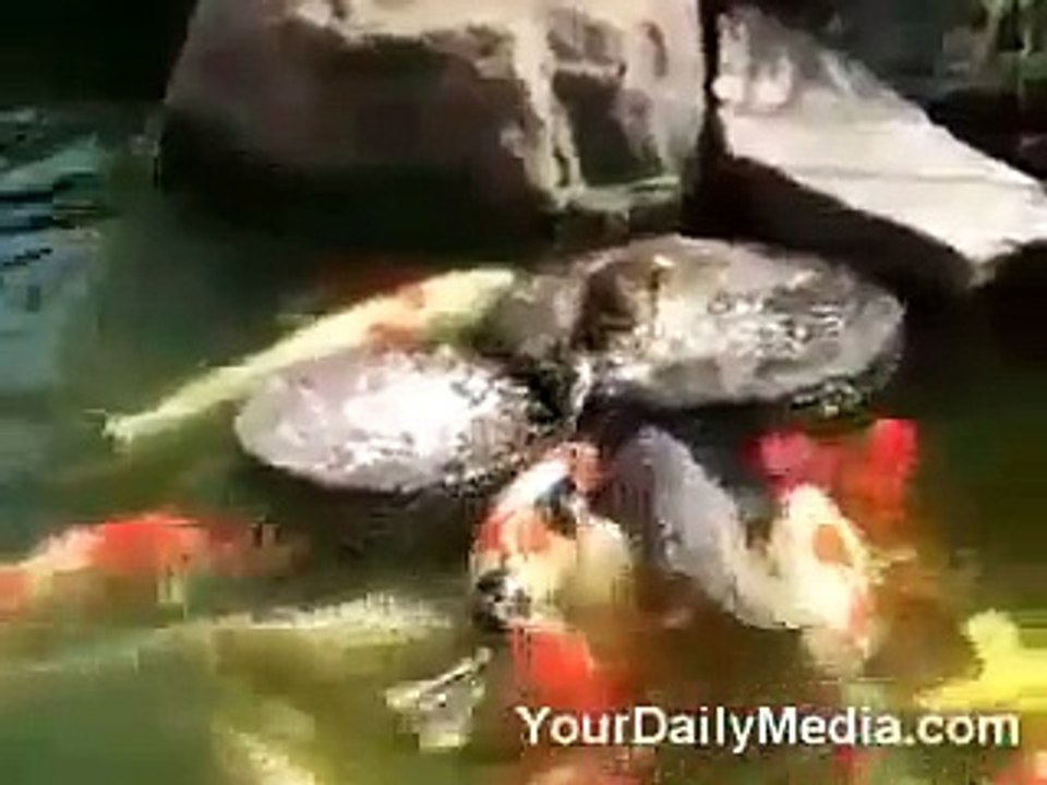 Fish Feading