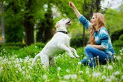 Dog Boarding Sydney | Dog Boarding Central Coast | Dog Boarding Newcastle