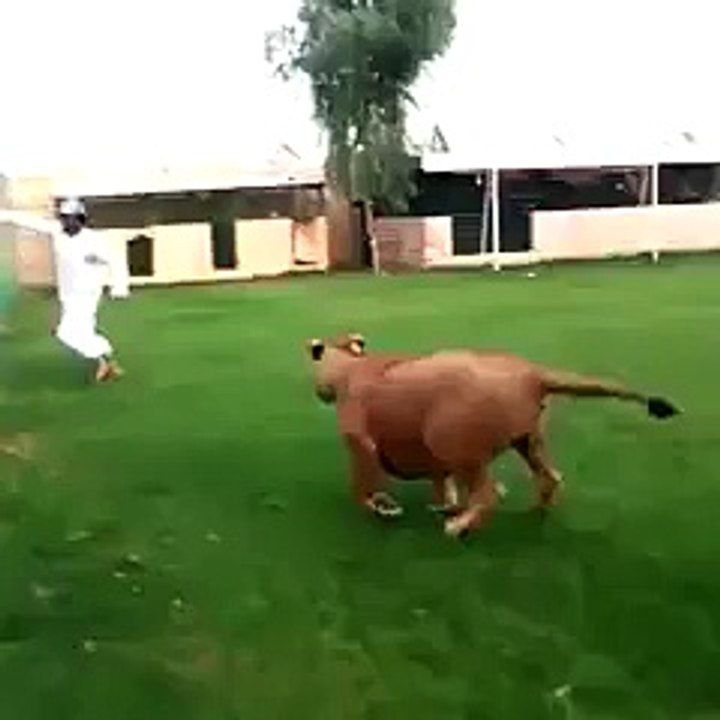 Lion Attack On MAn
