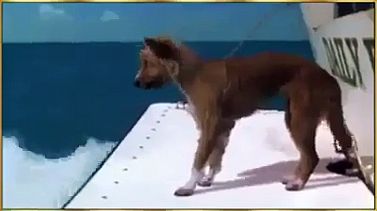 A Fish Help of Diving Dog to Save| Fish Save A Dog Life