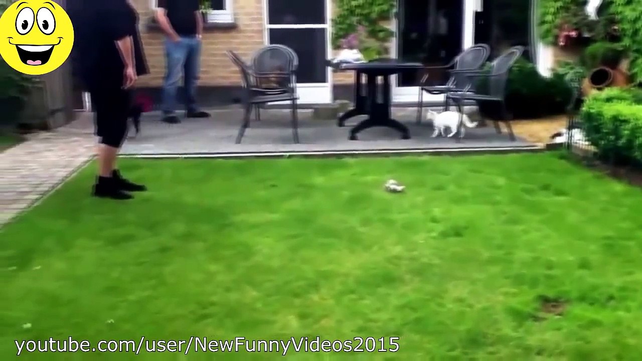 Best Funny Videos - Dogs scared of cats - Funny animal compilation