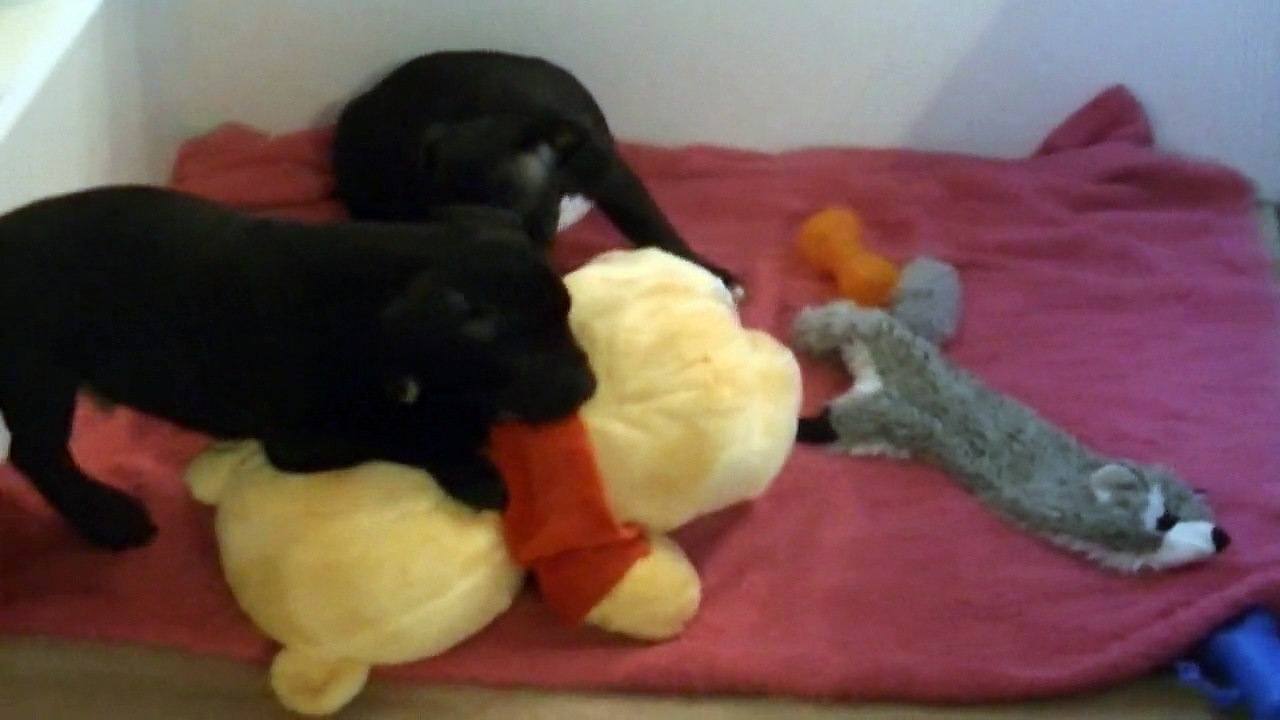 120ème vidéo de la 17ème portée de Staffordland