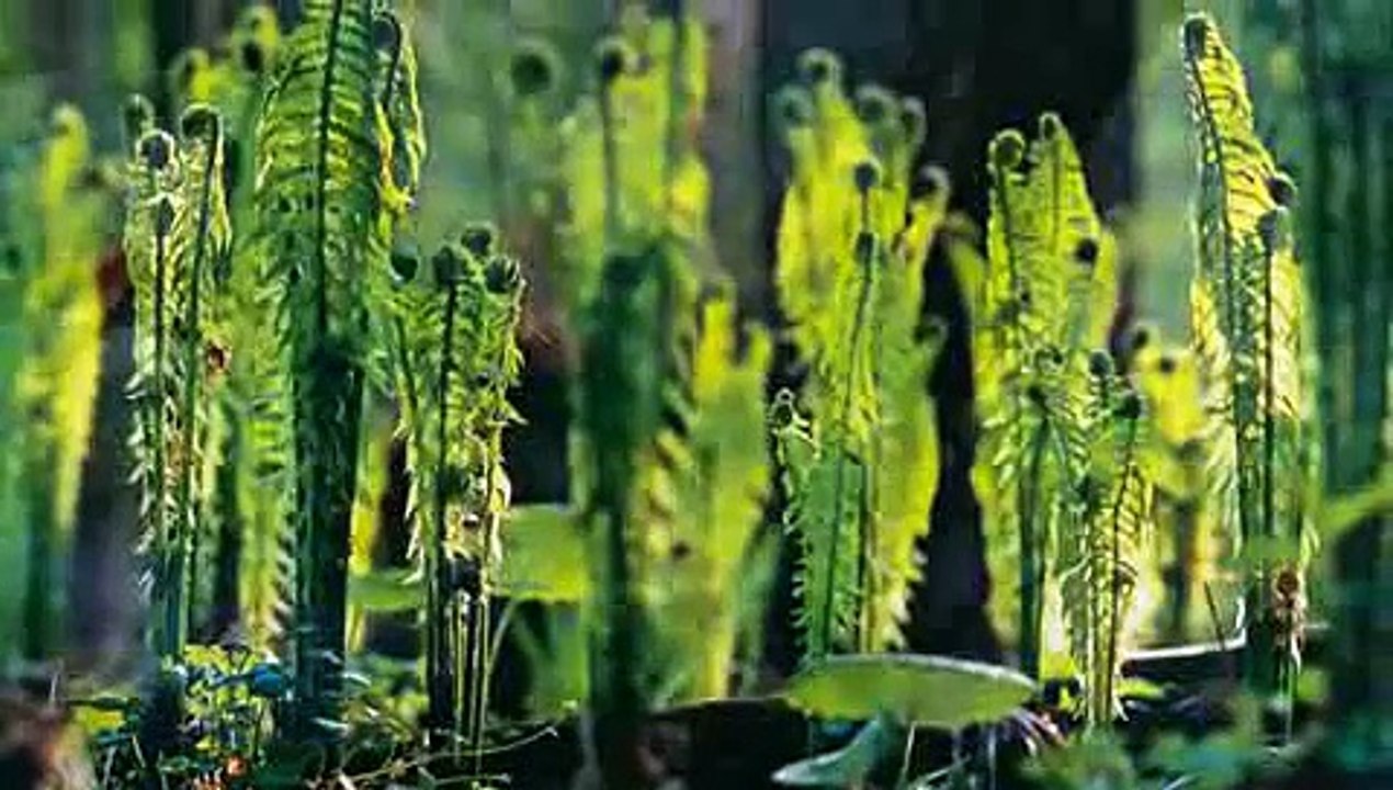16 A National Geographic.mp4
