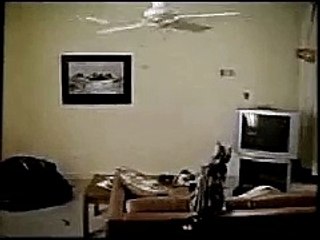 Publicité marrante avec un chat pour Nokia