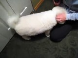 Barking Bichon frise