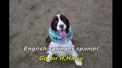 けっぱれハリー　Go for it,Harry