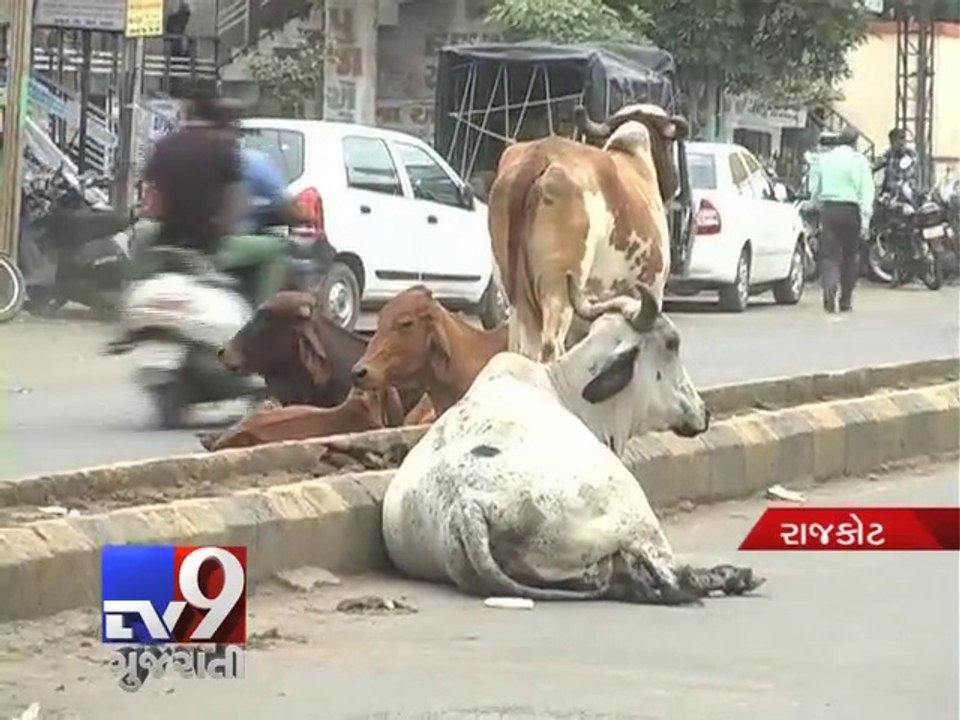 Relief in sight from stray cattle menace, Rajkot - Tv9 Gujarati