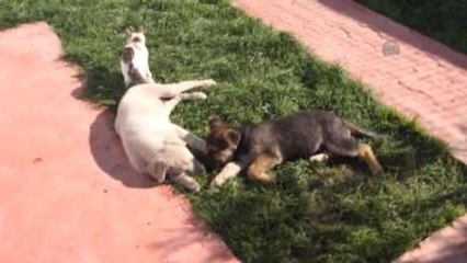 Köpek ve Kedinin Dostluğu
