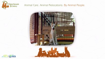 Pet Services At its Finest With DKC