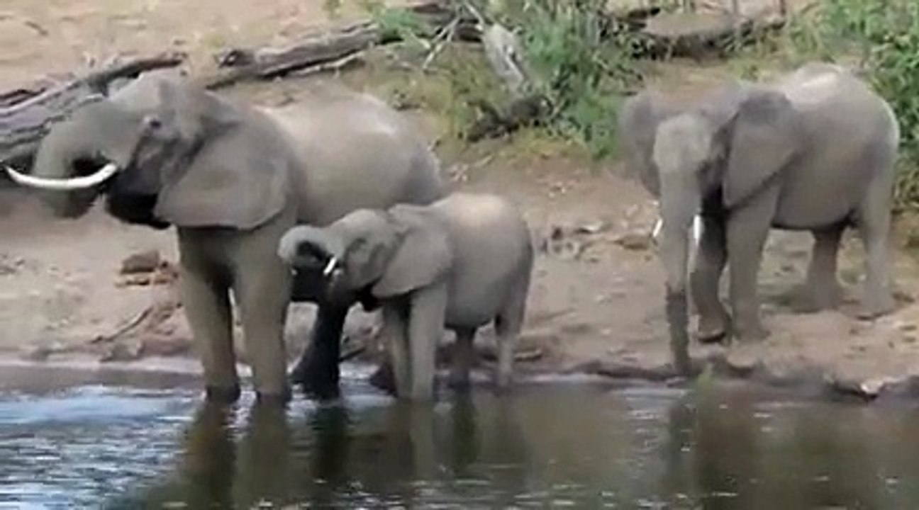 Crocodile vs Elephant   Animal Attacks.