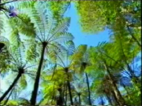 Hojas y estomas: Evolucion de las plantas