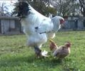 En küçükle en büyük aynı çiftlikte