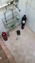 Yıkanan Kablumbağ Gördünüz Mü