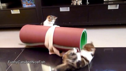 Video herunterladen: Des chats trop mignons. Compilation d'animaux craquants!