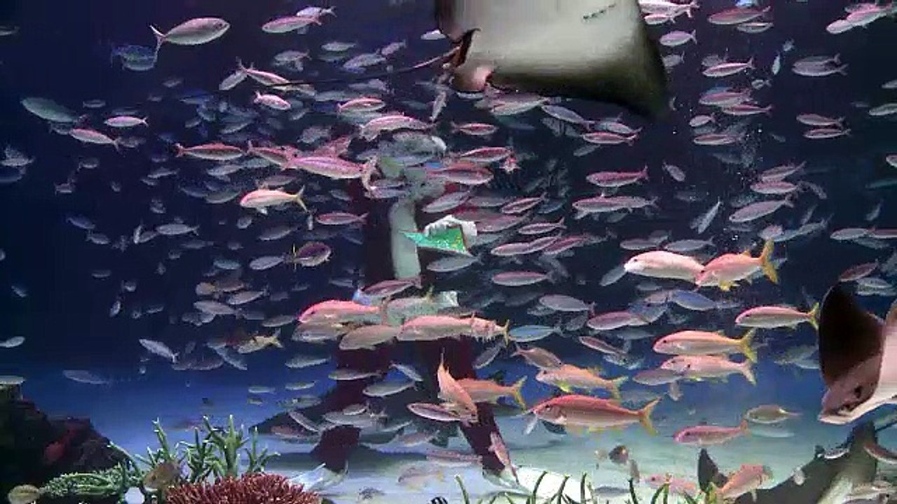 Aparece versión acuática de San Nicolás