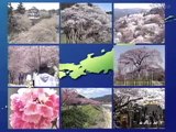 [Ep.43] BEGIN Japanology - Cherry Blossoms