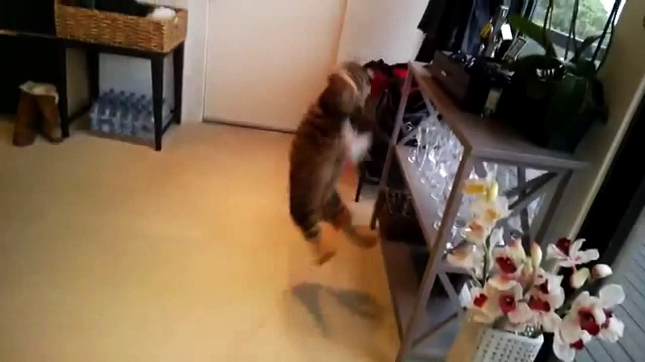 3 chats qui adorent jouer