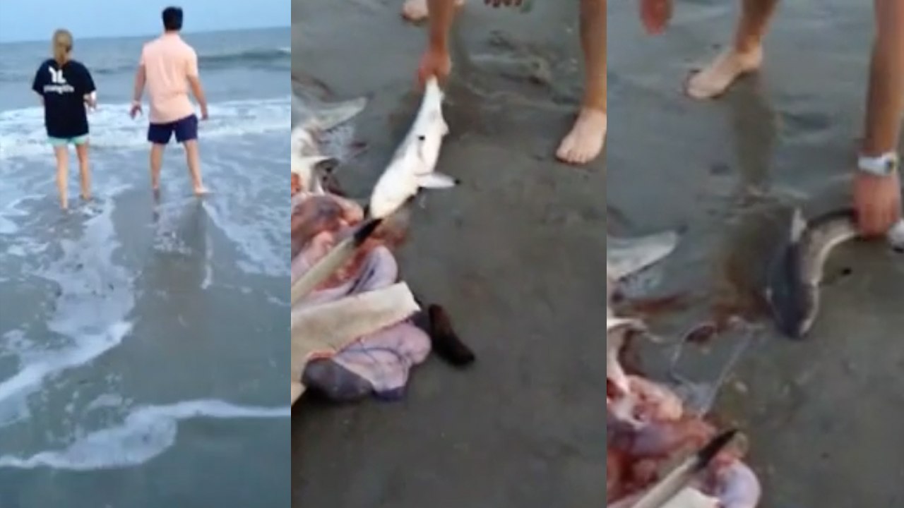 Il sauve trois bébés requins en ouvrant le ventre de leur mère échouée