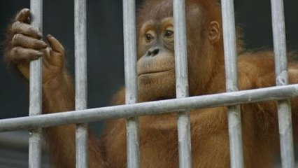 earthrise - Conservation Drones