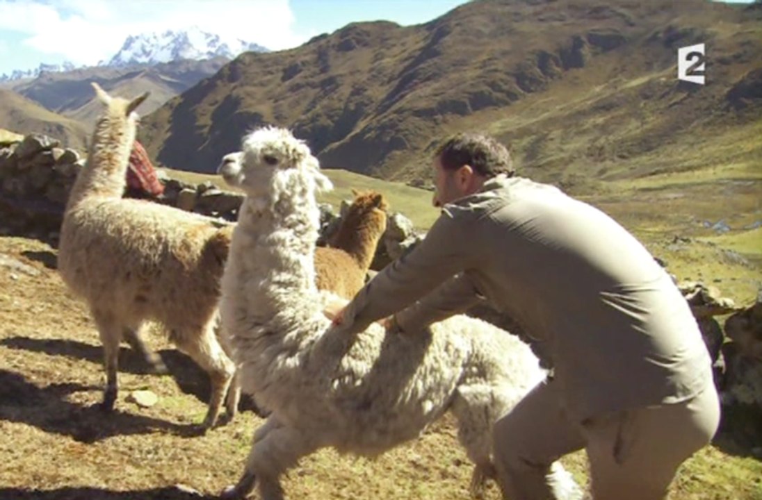Arthur se fait cracher dessus par un lama - "Rendez-vous en terre inconnue"