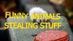 Funny animals stealing stuff - Cute animal compilation